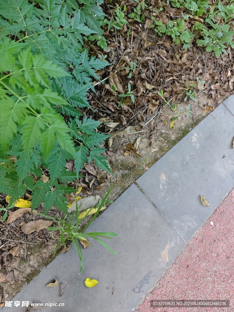 路边绿植与黄色小花