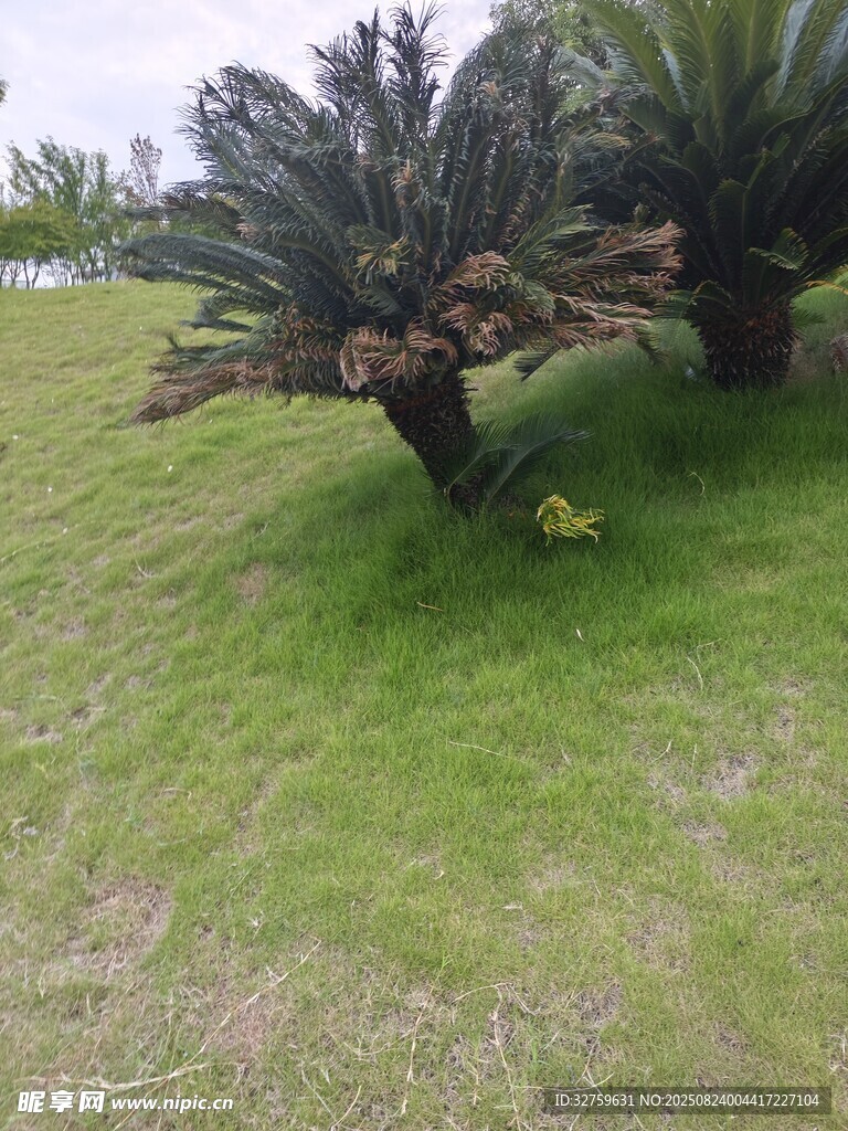 草地上的两棵棕榈树