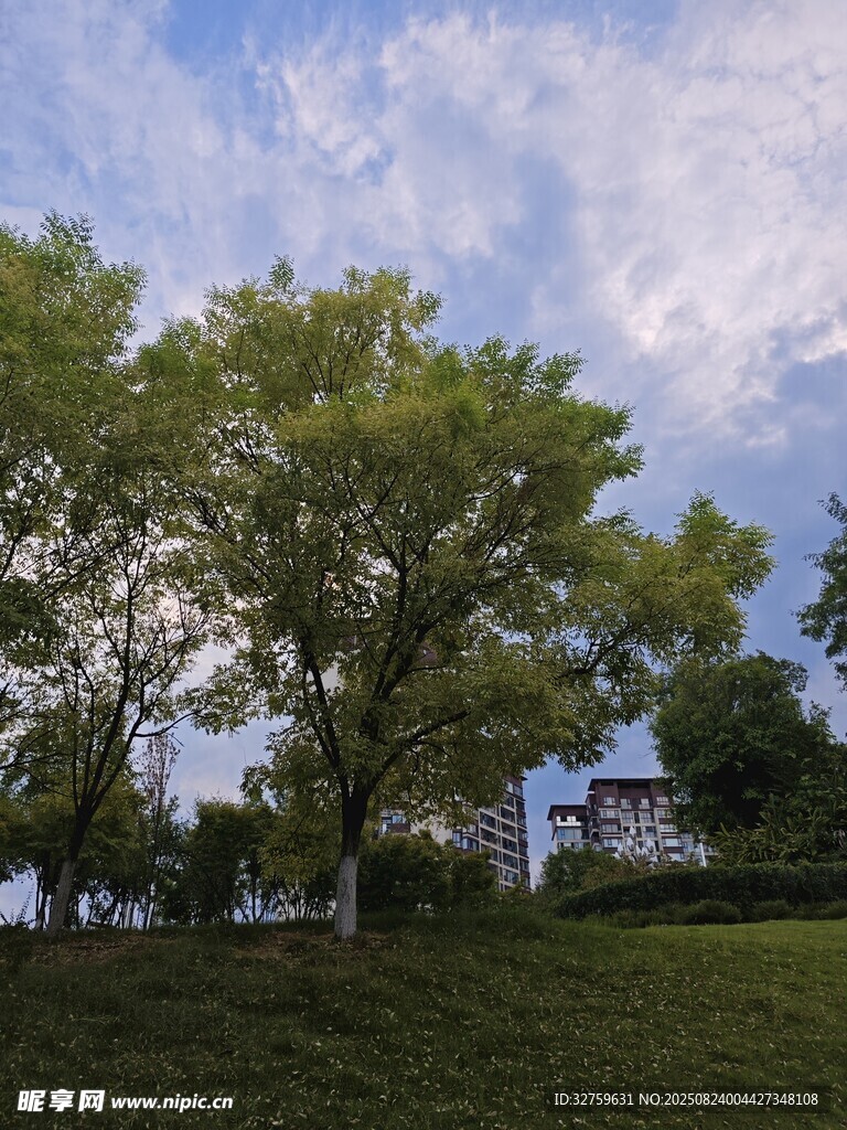 绿树蓝天的清新户外景致