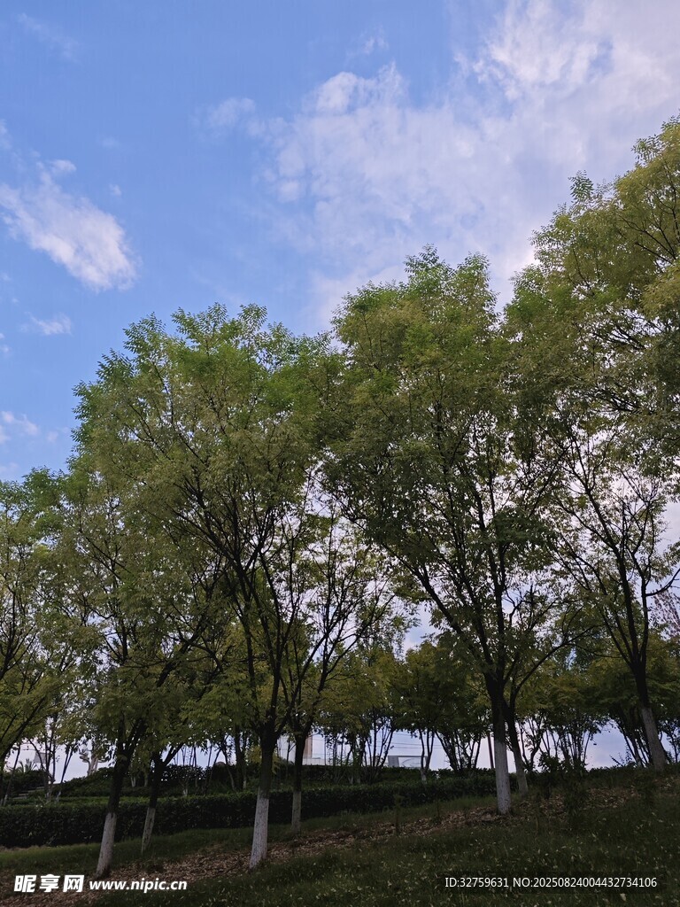 蓝天绿树风景图