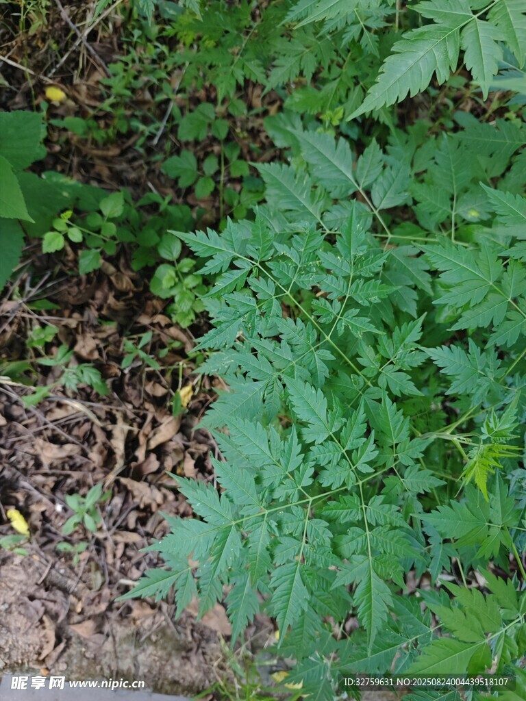 绿叶繁茂的地面植物景观