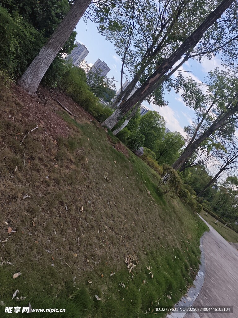 路边绿意盎然的树木与草地