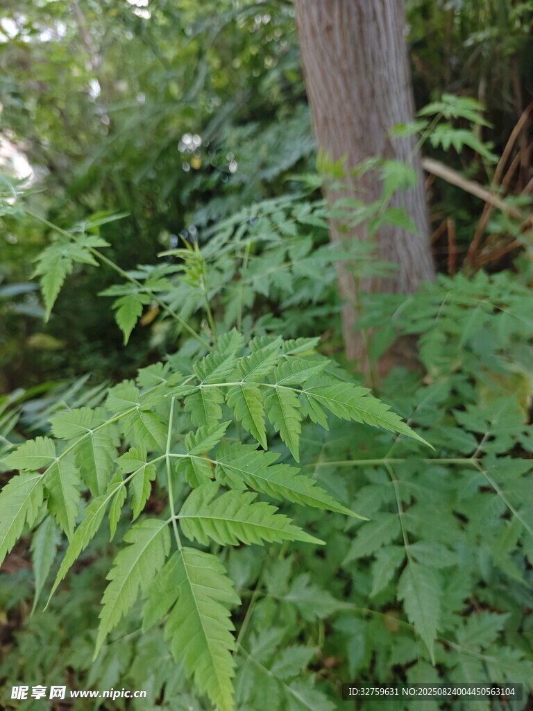 茂密绿植中的树干