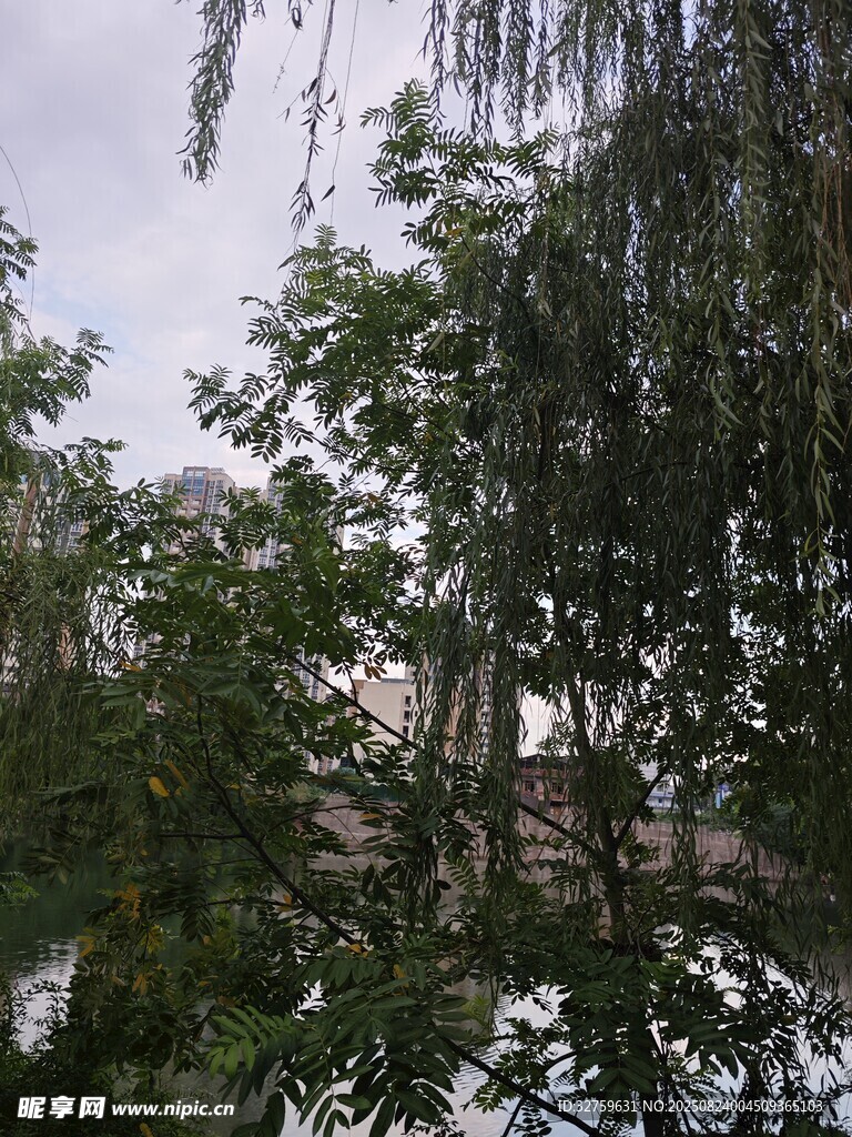 繁茂绿树 