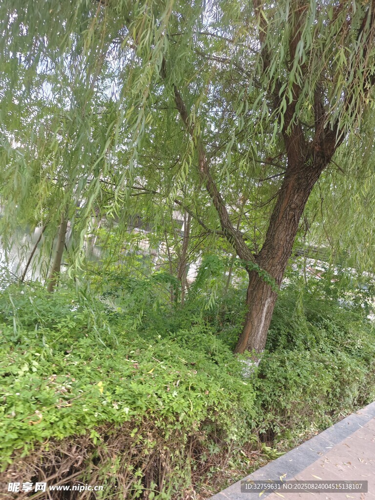 路边葱郁树木与繁茂植被