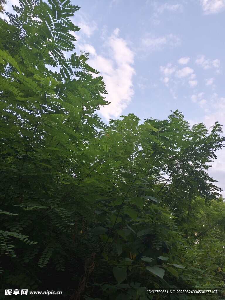 夏日繁茂绿树与蓝天