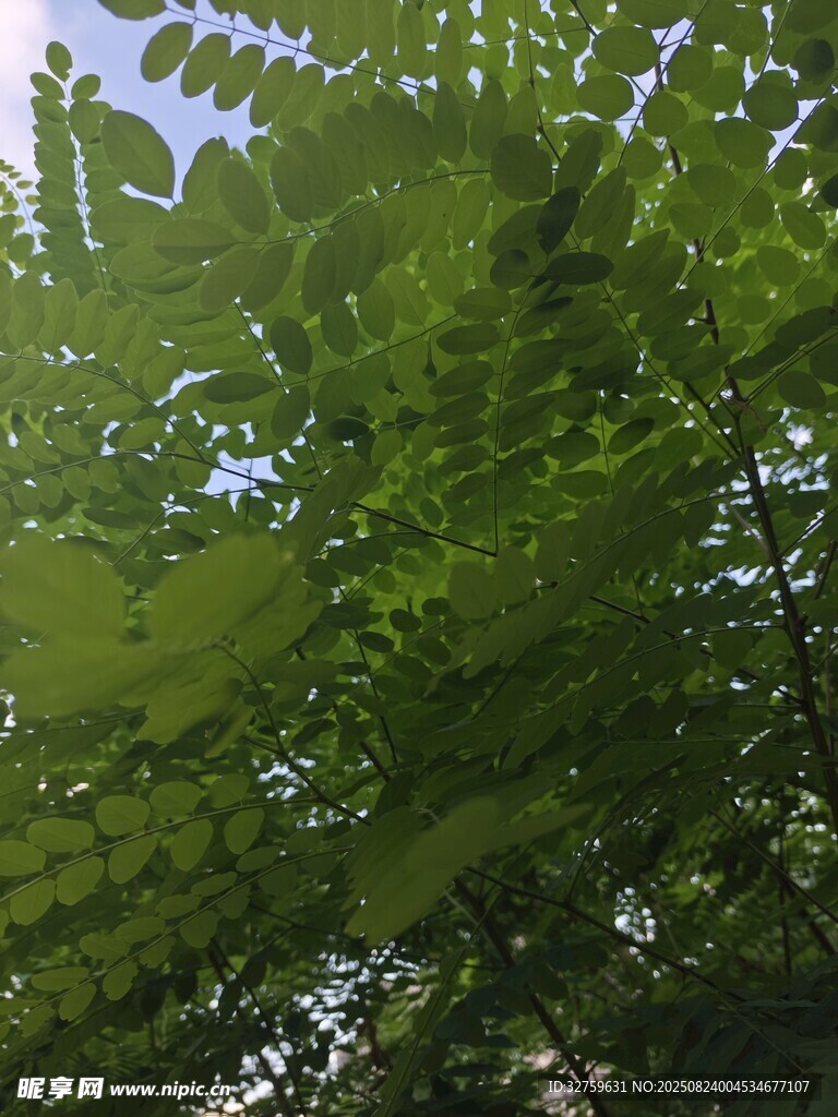 绿叶繁茂的树冠景象