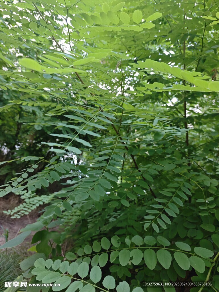翠绿蕨类植物的自然景致