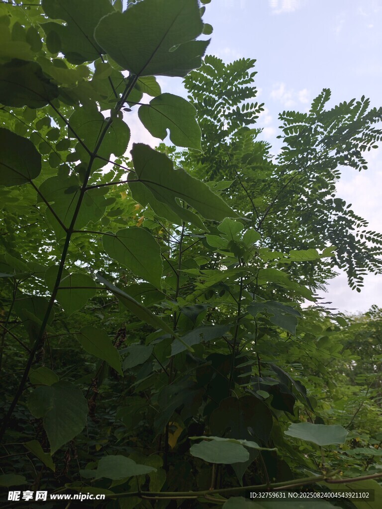 繁茂绿植的自然景致