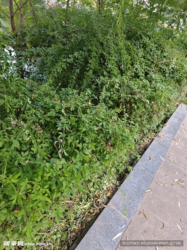 路边繁茂绿植景观