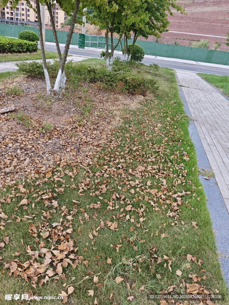 路边草地落叶景观