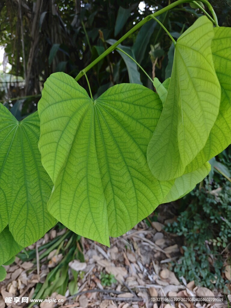 翠绿心形叶片植物特写