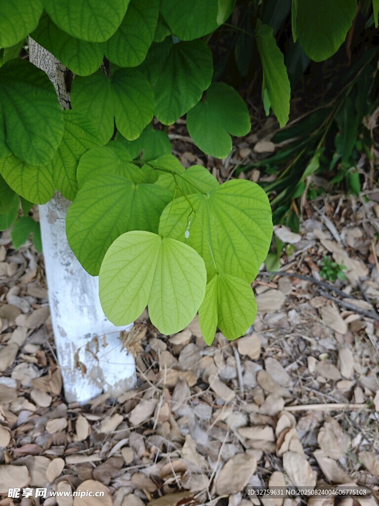 绿叶植物生长于碎石间