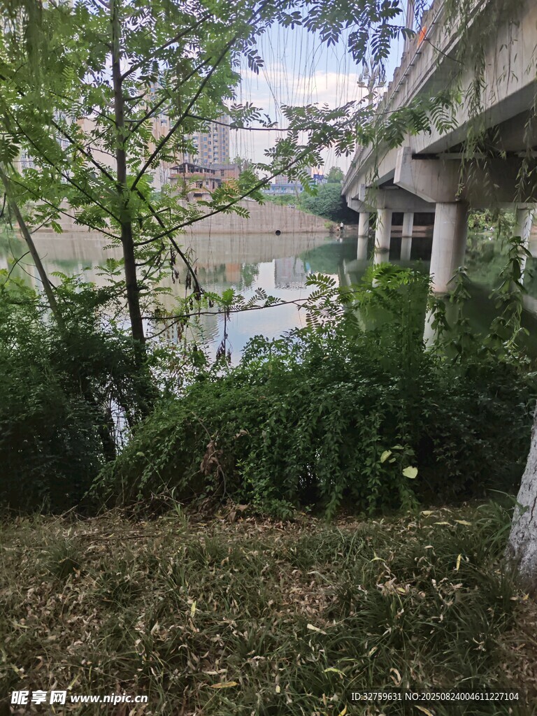 废弃建筑旁的繁茂绿植