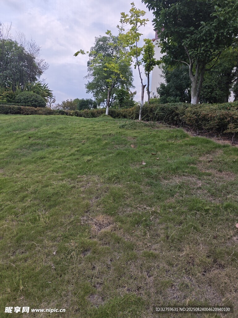 绿意盎然的户外草坪场景