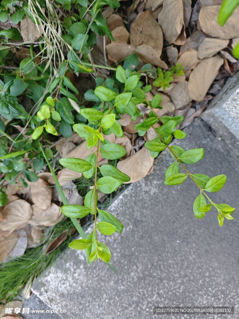 墙边翠绿植物生机盎然