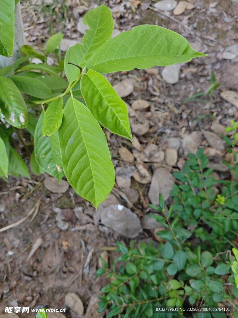 嫩绿树叶与地面植物景观