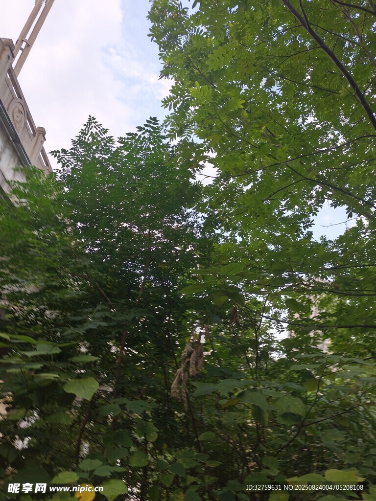 繁茂绿植 