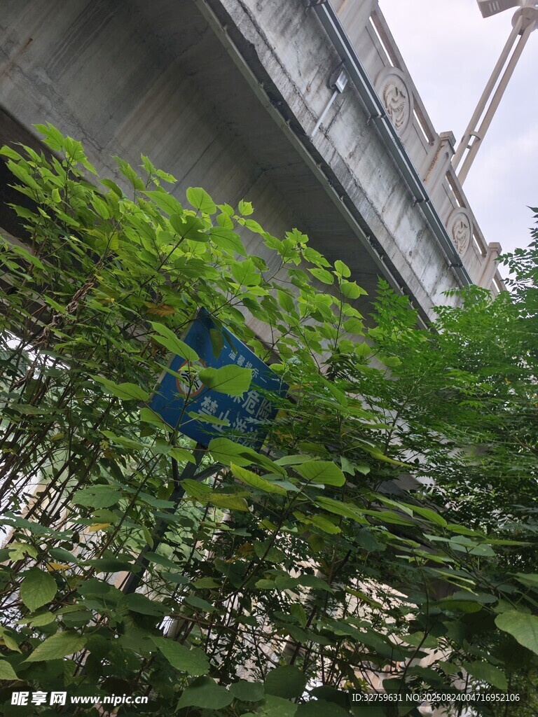 桥下绿植中的蓝色标志