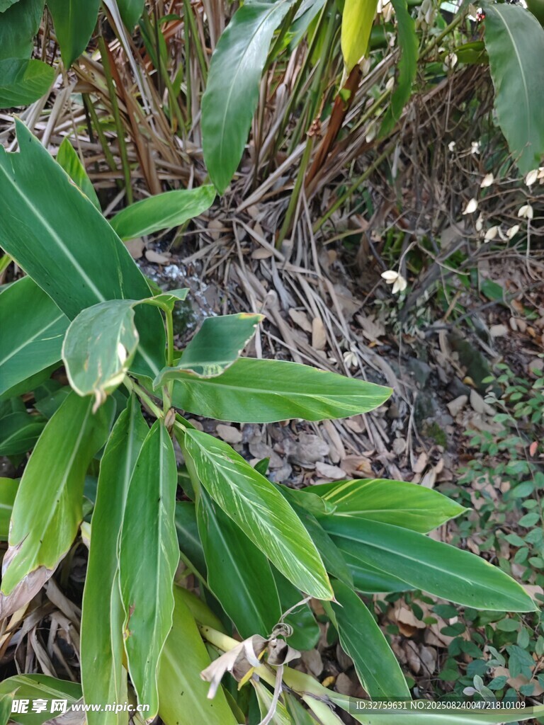 绿叶植物特写