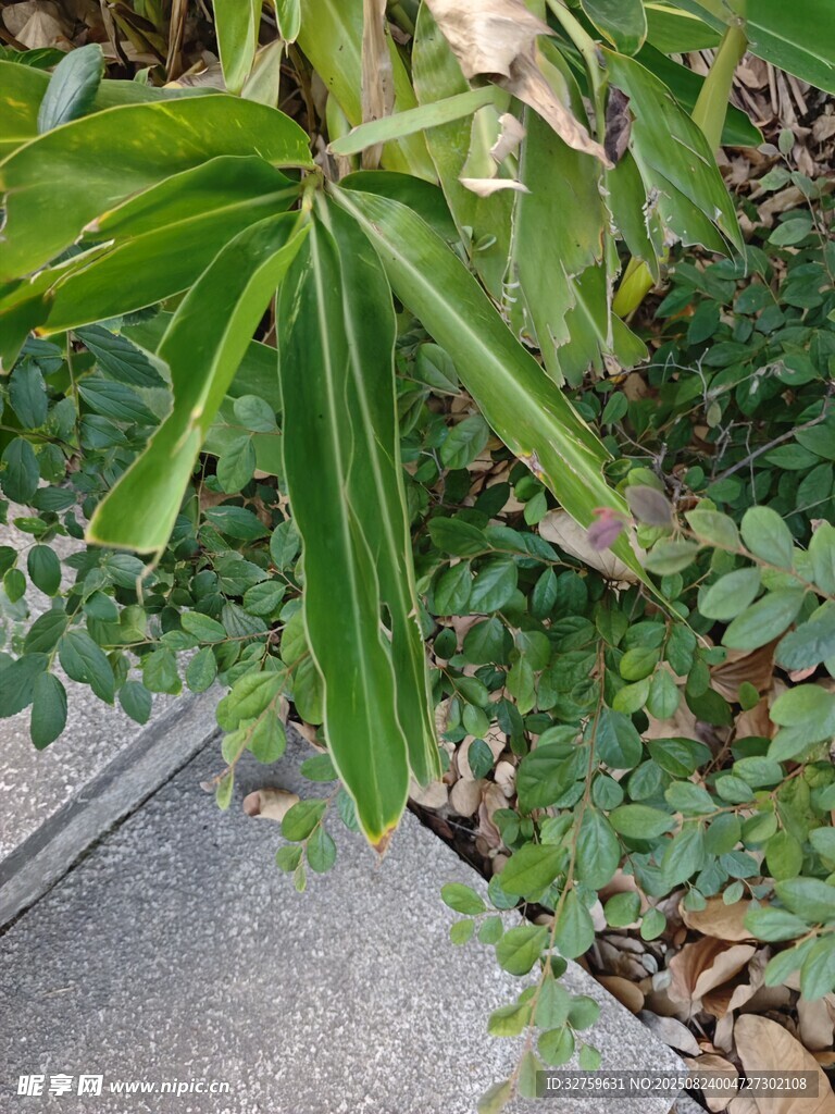 绿叶植物与地面小草景观