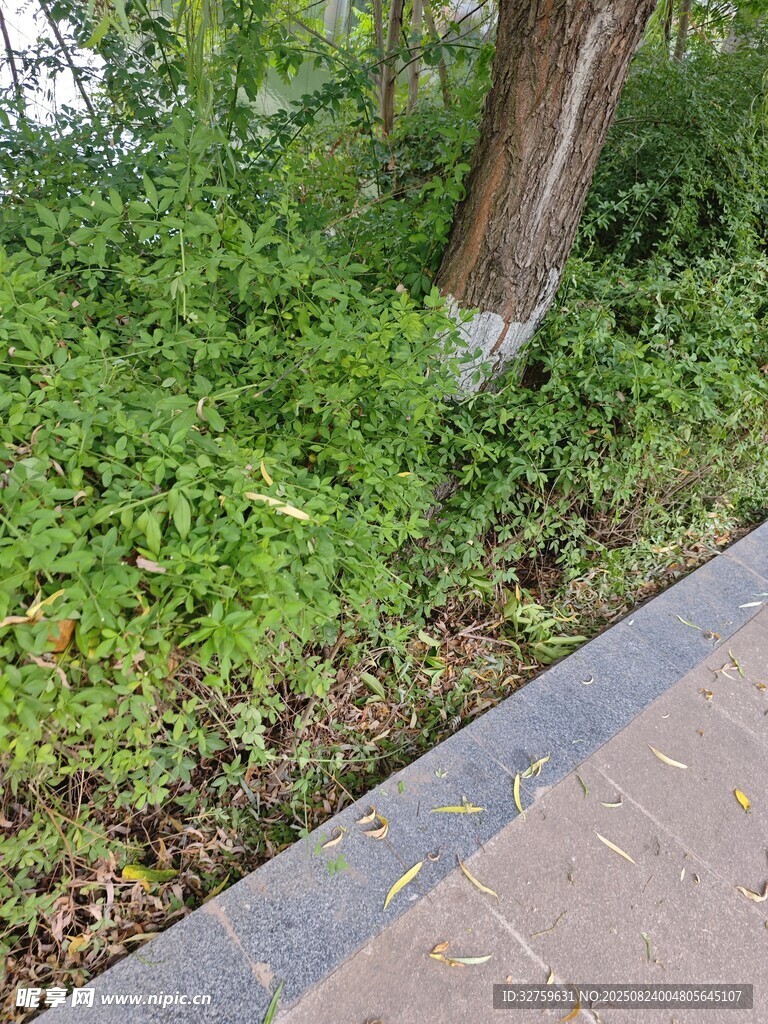 路边绿植与树干景象