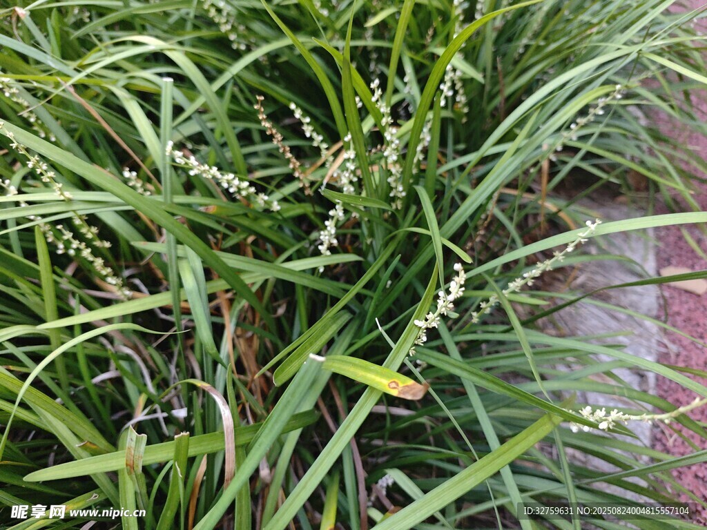 翠绿草丛中的白色小花