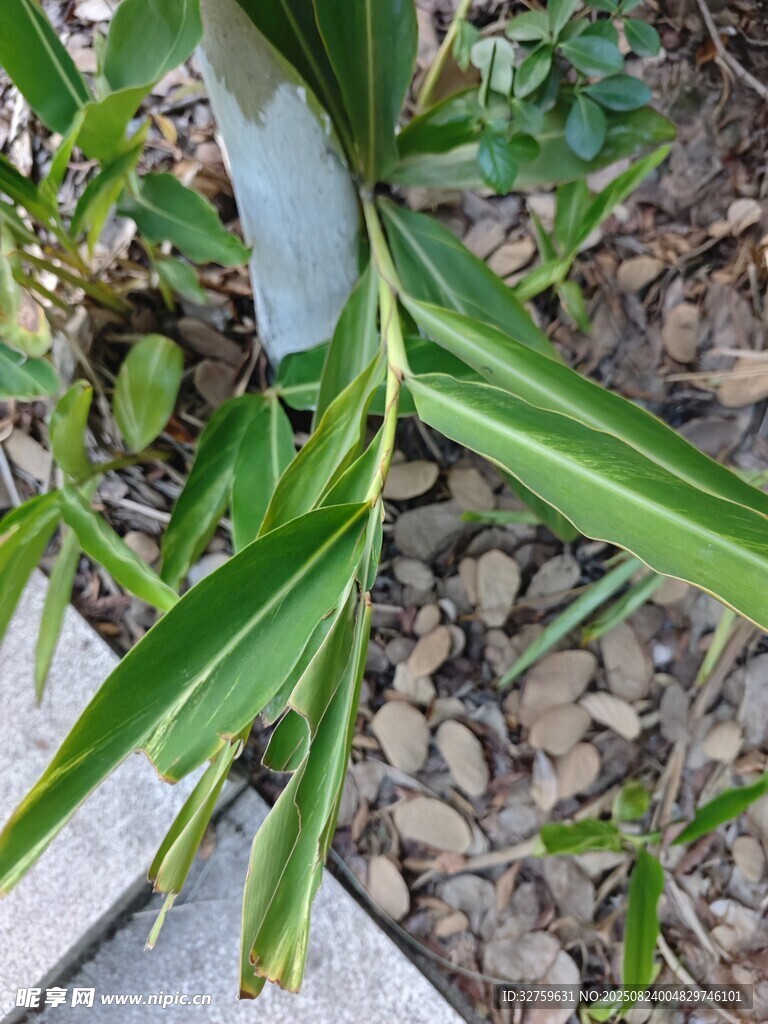 翠绿竹子特写
