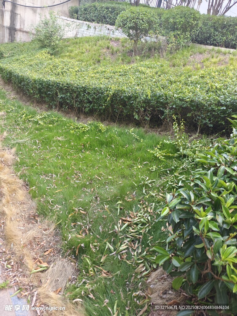 绿意盎然的园林小径