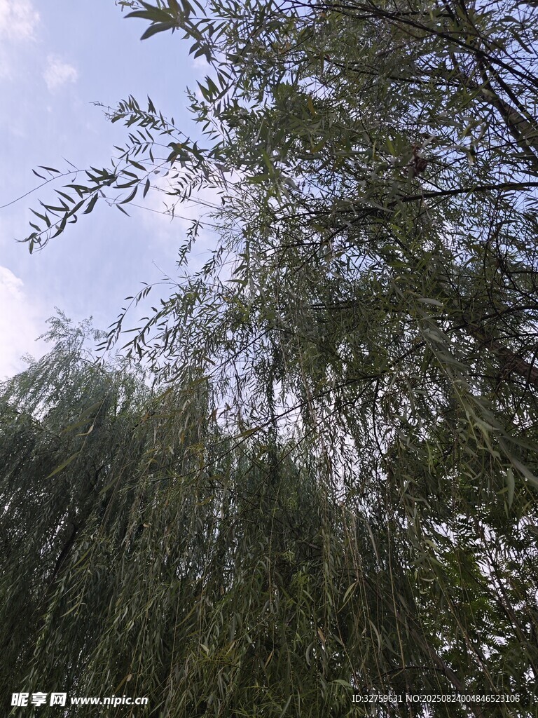 垂柳依依 