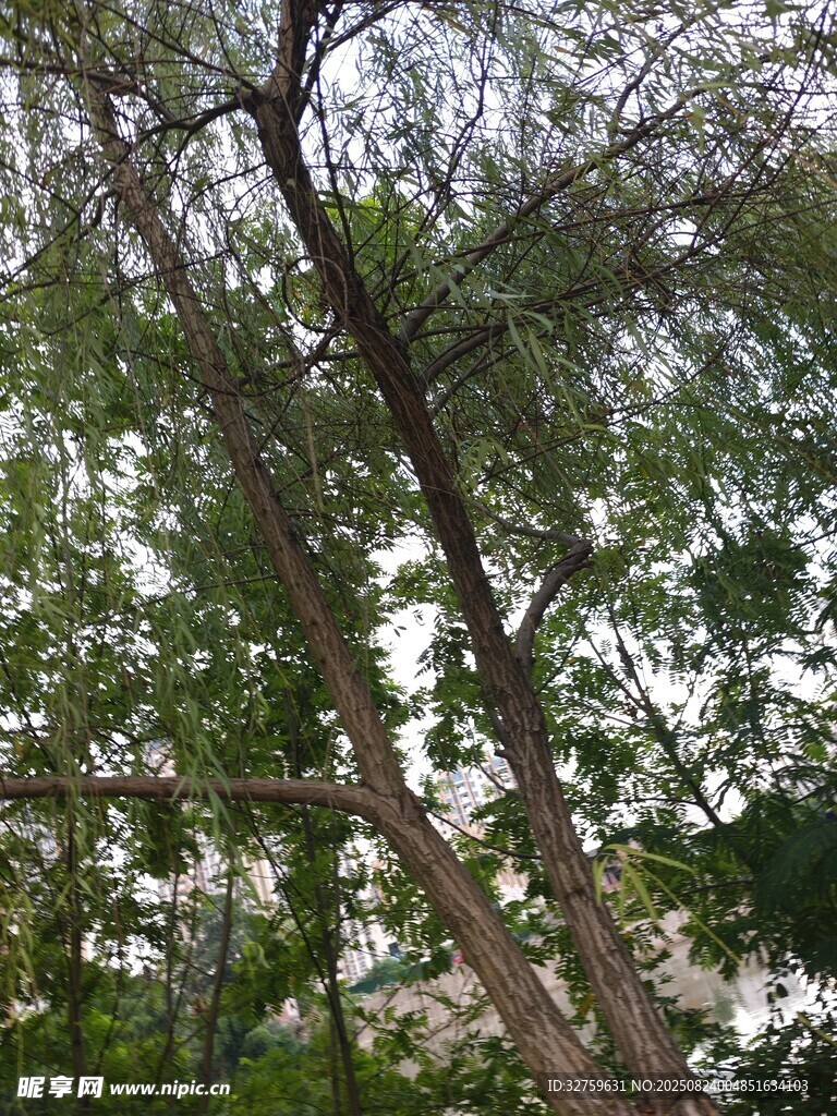 繁茂树林中的交错树枝
