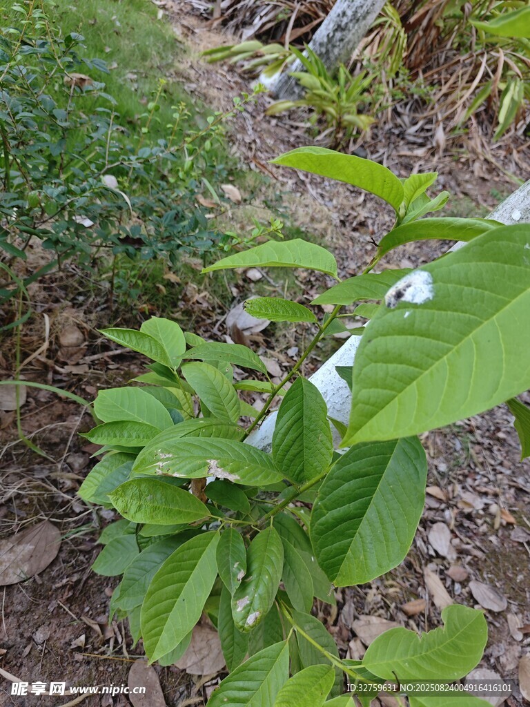 绿叶植物近景特写