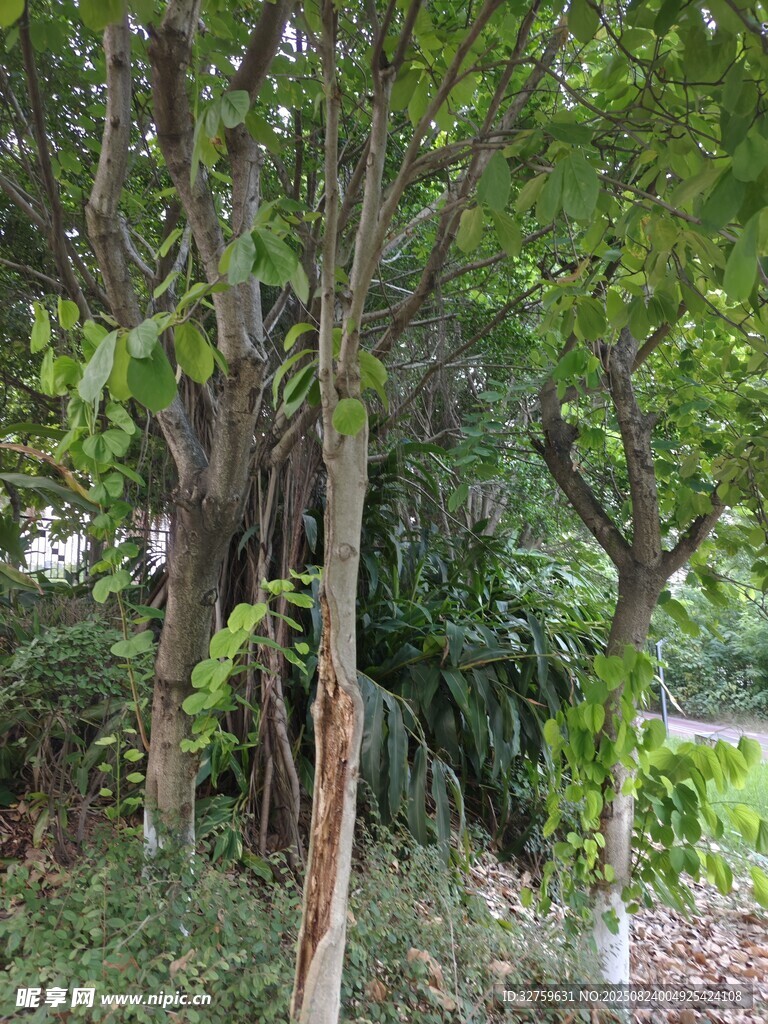 繁茂树林中的树木景观