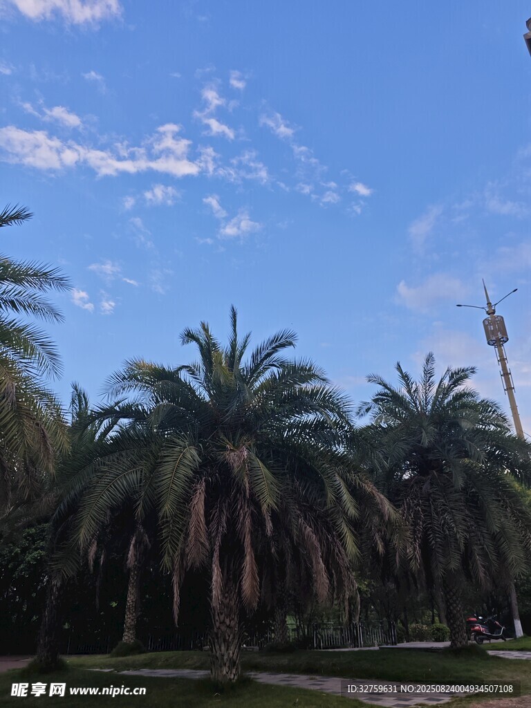 蓝天椰树美景
