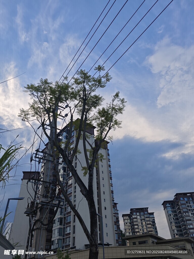 城市中枯树立于电线旁