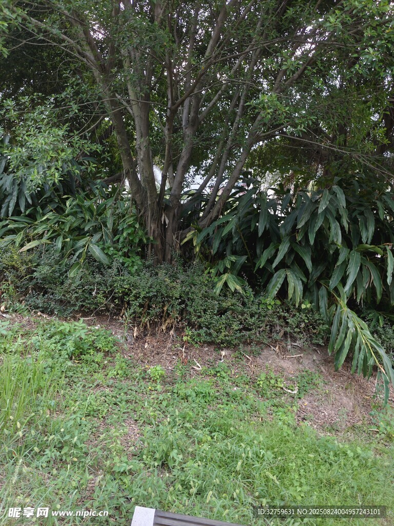 户外绿植繁茂的自然场景