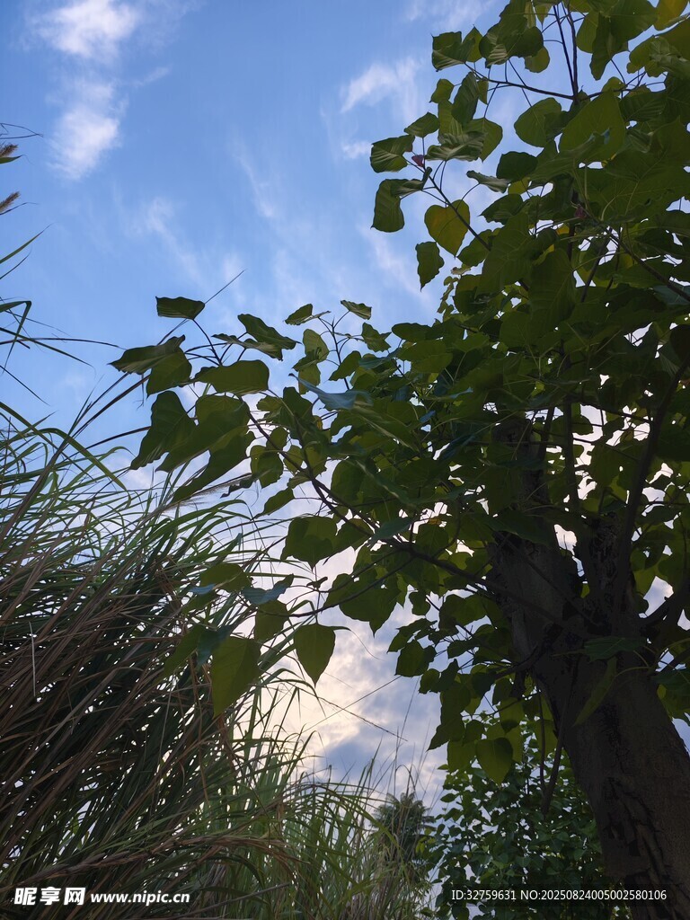绿树蓝天间的自然景致