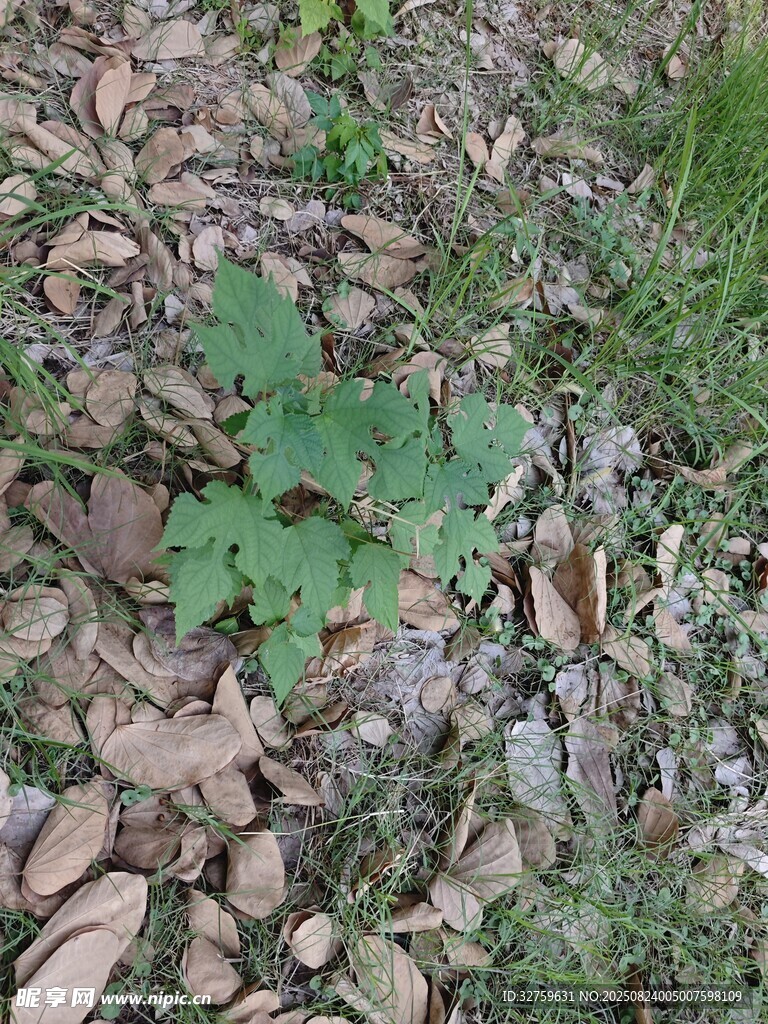 地面上的绿色植物与碎石