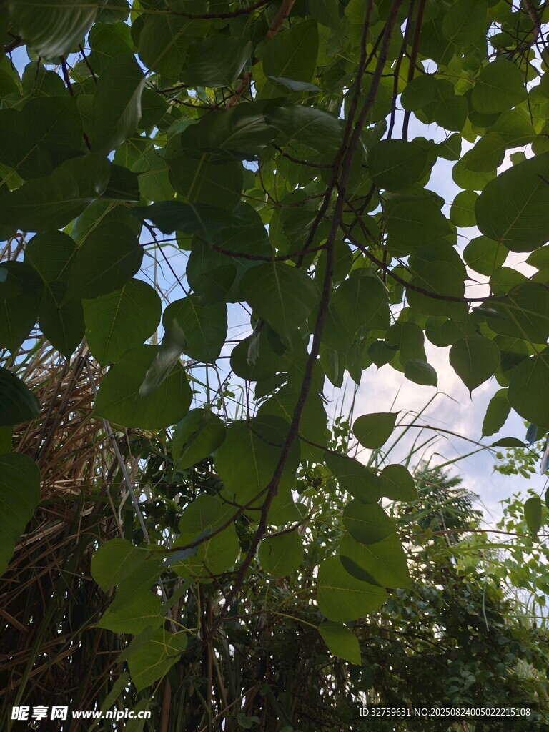 透过绿叶看天空