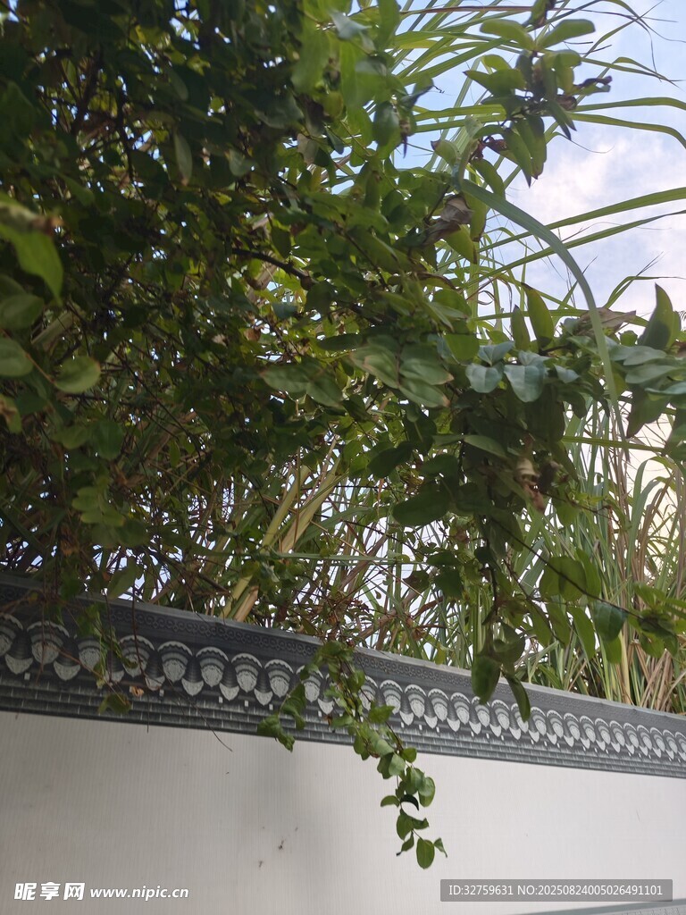 墙边绿植繁茂景象