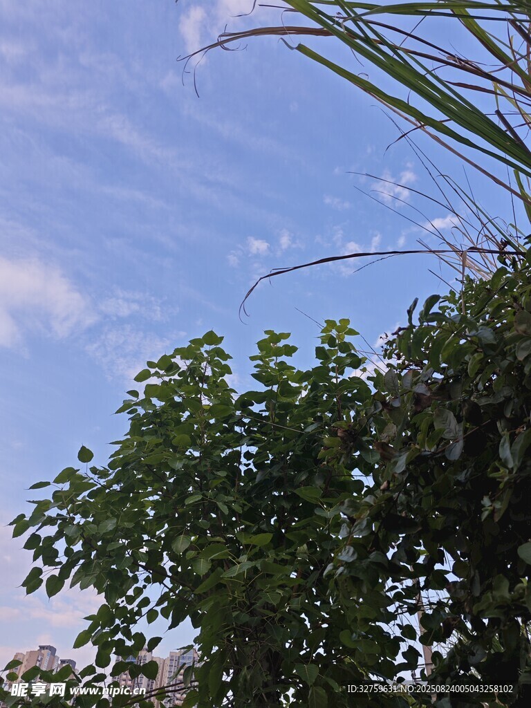 蓝天绿树风景图