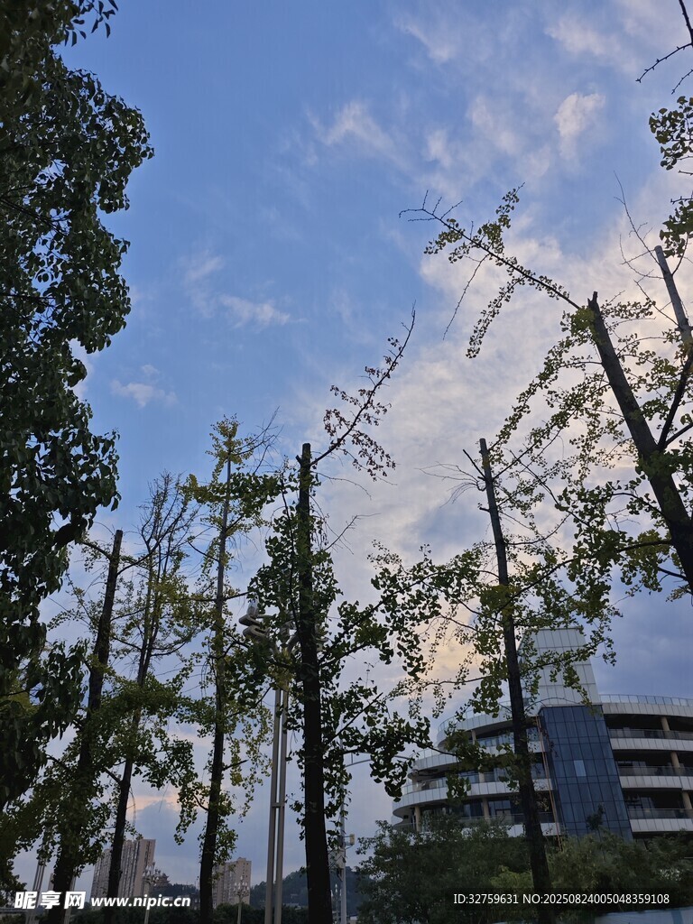 狂风过后受损的树木