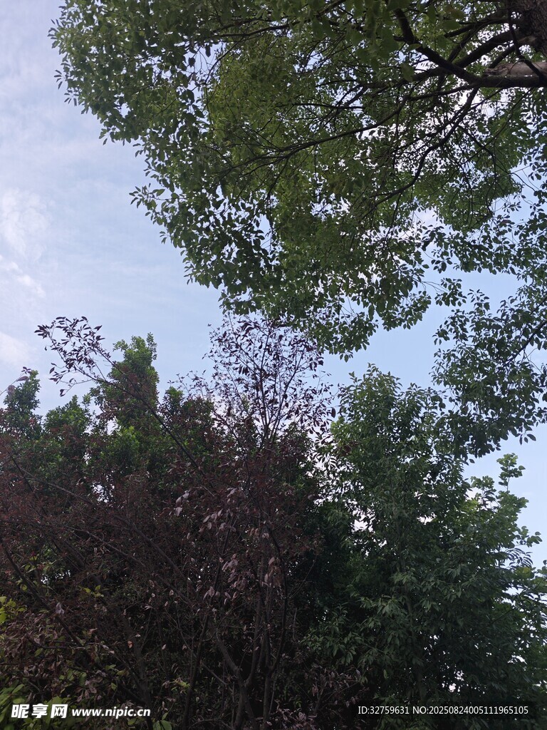 仰视繁茂树木与天空