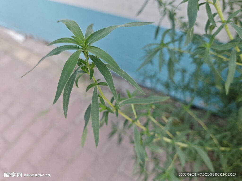 墙边嫩绿植物特写