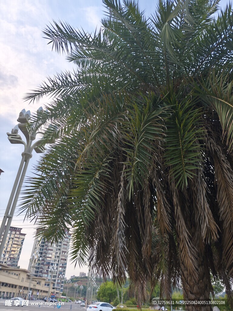 城市中的高大棕榈树