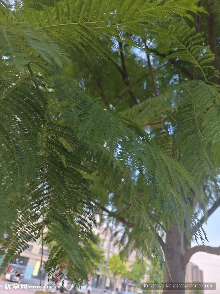 翠绿繁茂的羽状树叶