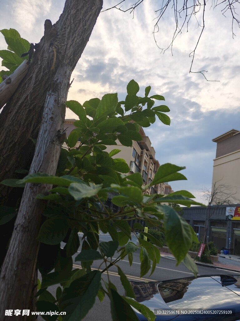 户外绿植与树干景观