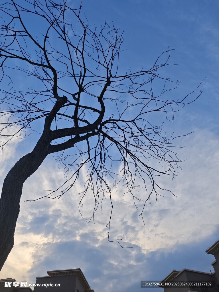 孤枝傲立蓝天
