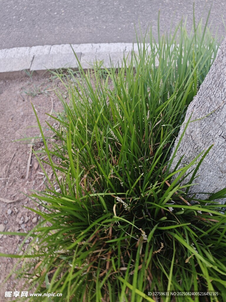 路边茂盛的绿色草丛