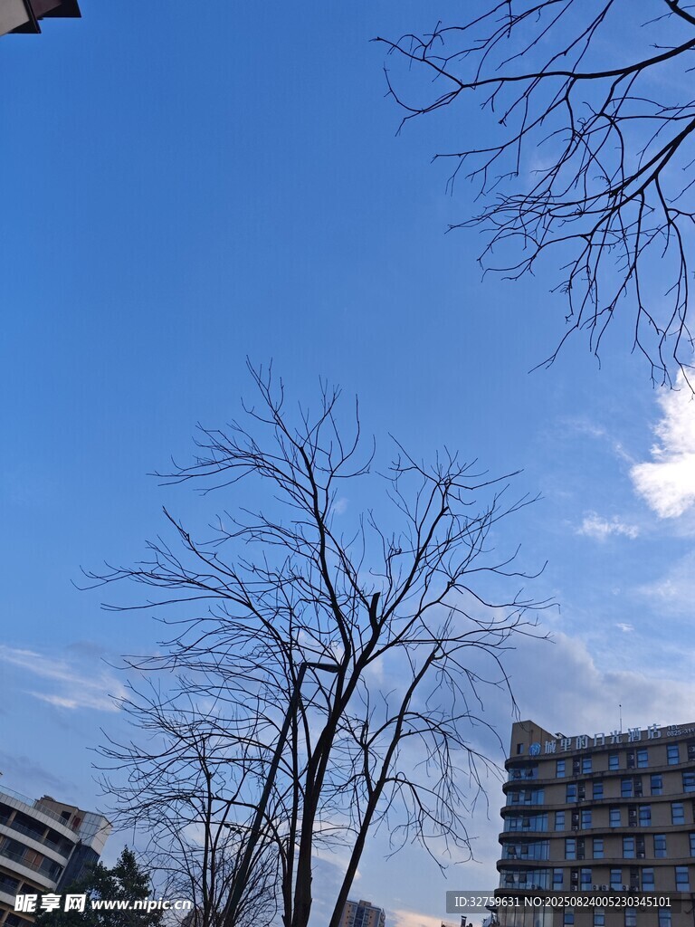 蓝天枯树旁的建筑景观